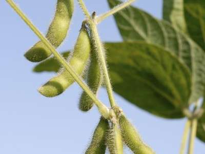 Plant systems and plant science