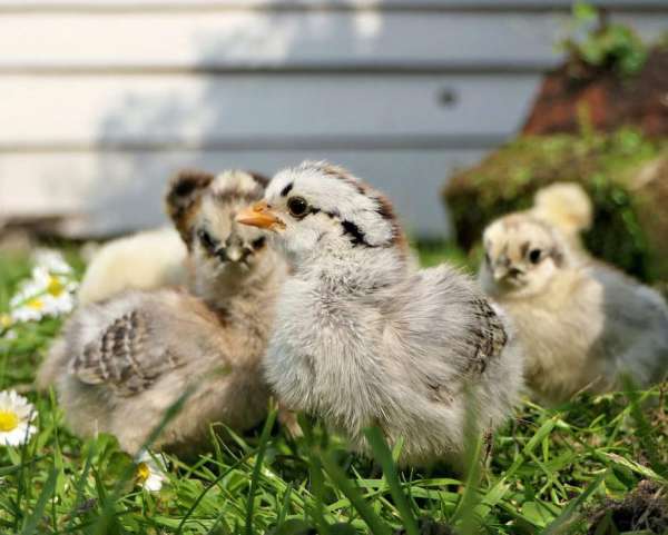 Life cycle of chickens (Elementary)