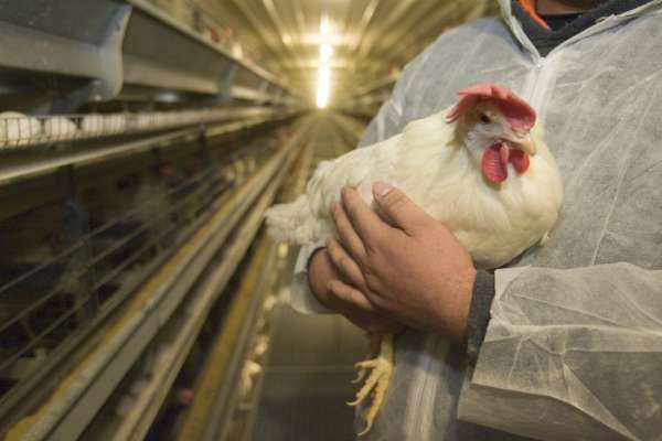 Chickenology: STEM in Animal Nutrition