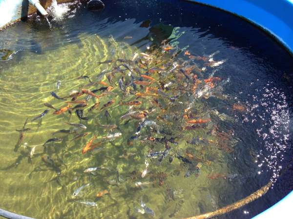 Virtual Field Trip: Science of Aquaculture at Freshwater Farms