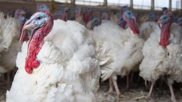 A Turkey's Best Life Ever!