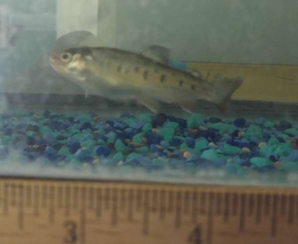 Aquaponics and rainbow babies: living, dying, learning