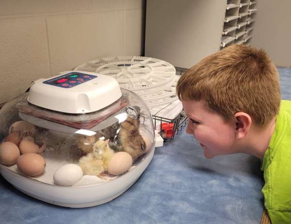 ChickQuest is amazing!