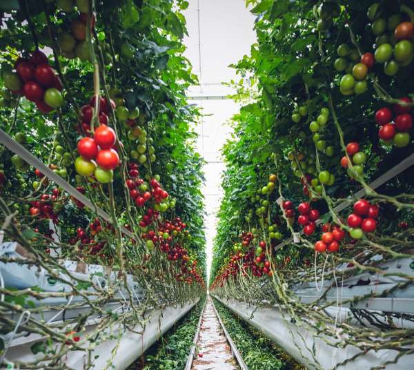 CRISPR sows seeds of change in agricultural biotechnology