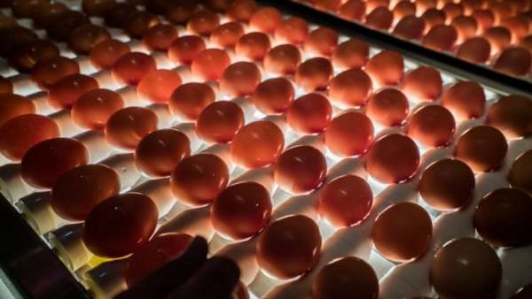 Examining egg nutrition