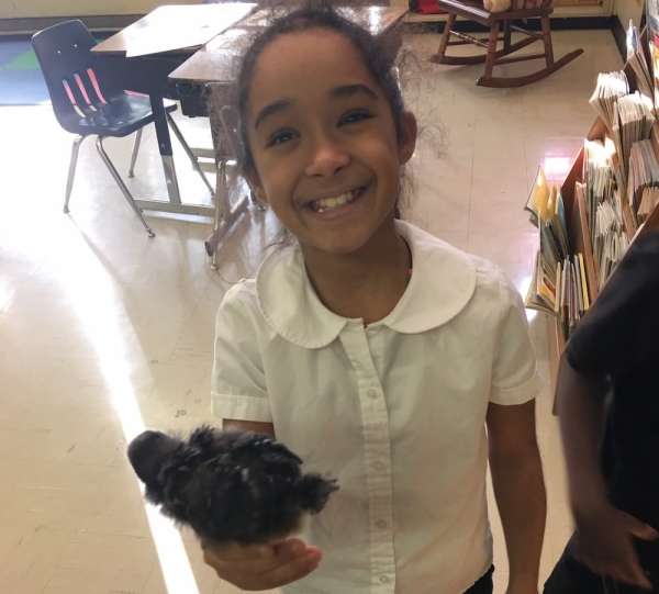 Examining eggs and checking on chicks