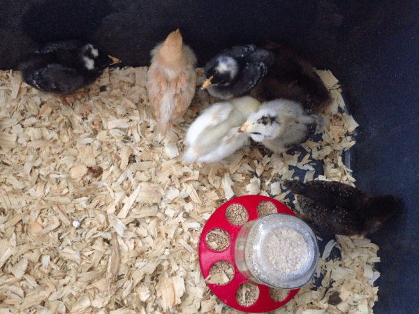 Inquiry-based learning delights students