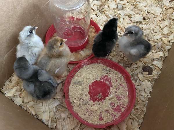 Making new friends through ChickQuest