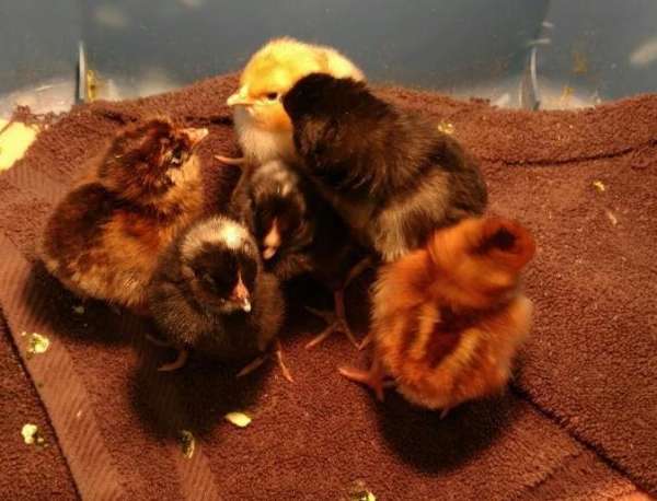 STEM learning, peer to peer, with ChickQuest