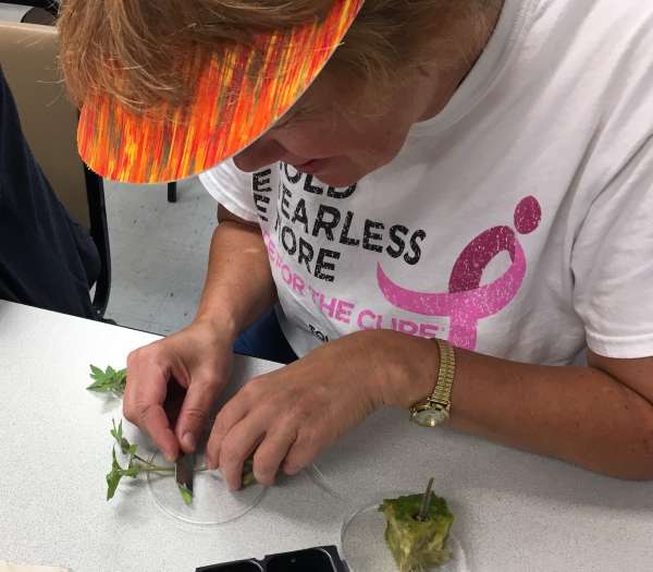 Vegetable grafting at Tech in Ag workshop