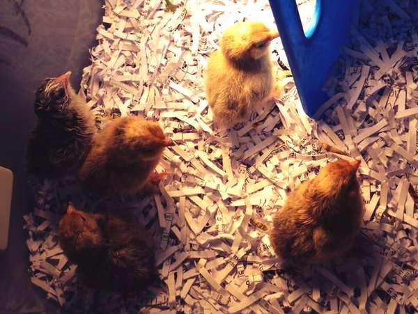 You're never too old for ChickQuest!