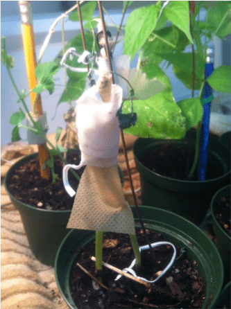 Grafting peas and beans